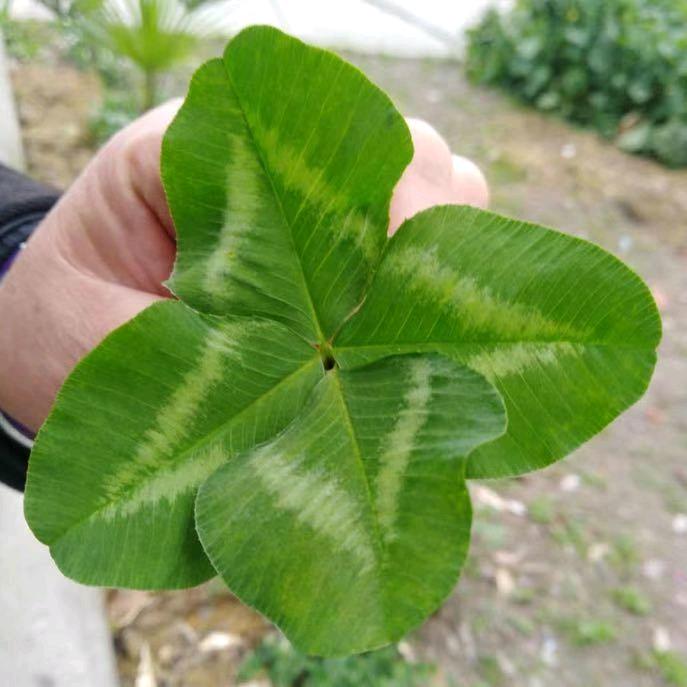 四叶草