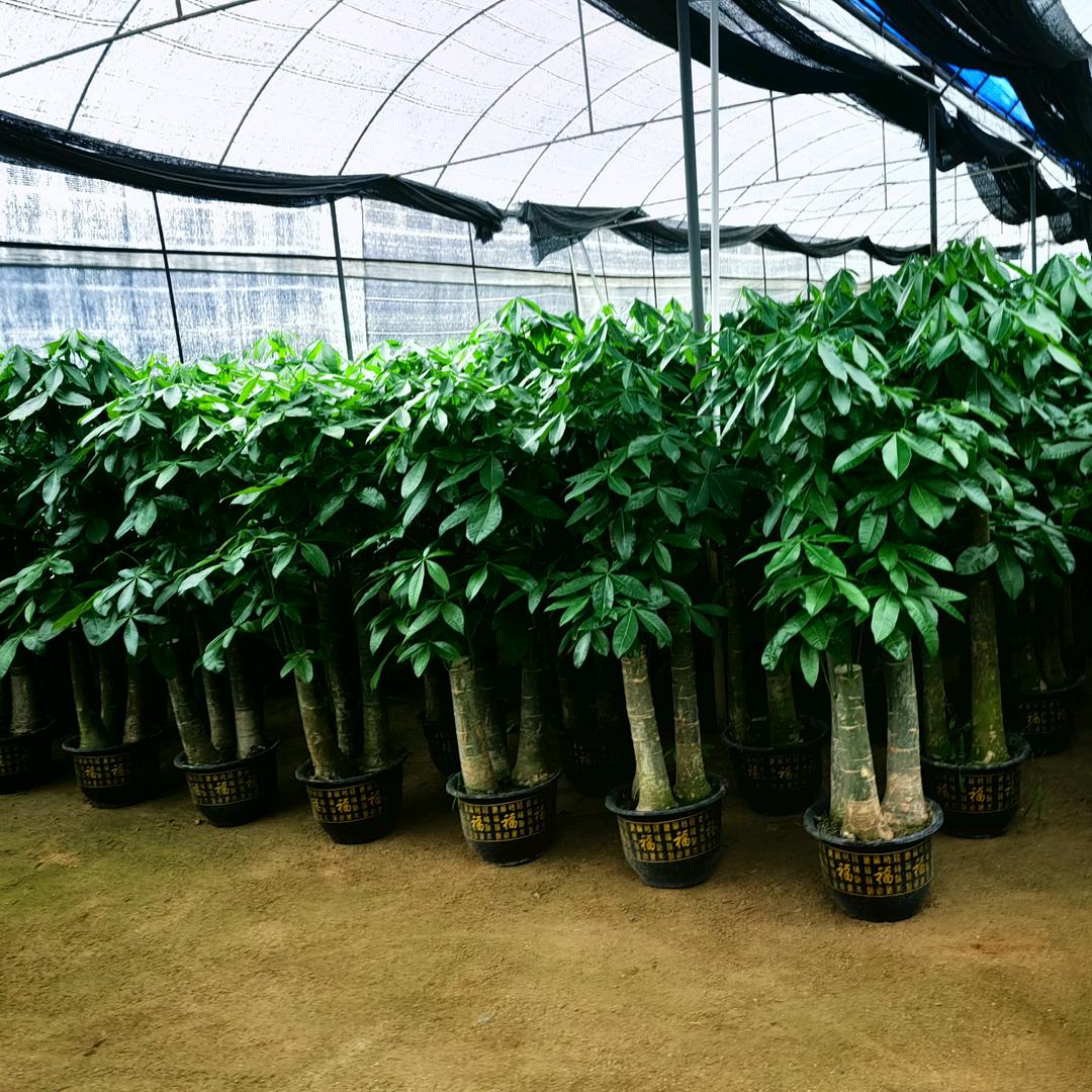 柳浪闻莺园艺（发财树基地直售）