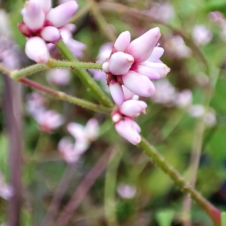 一颗小🥬小白菜