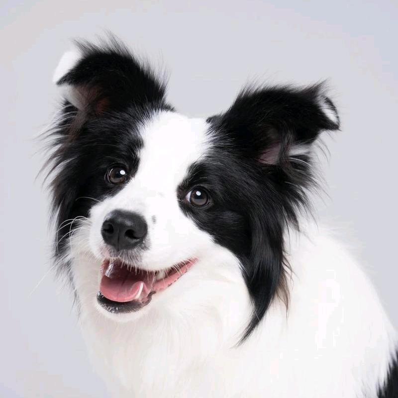 可爱狗狗的小主们