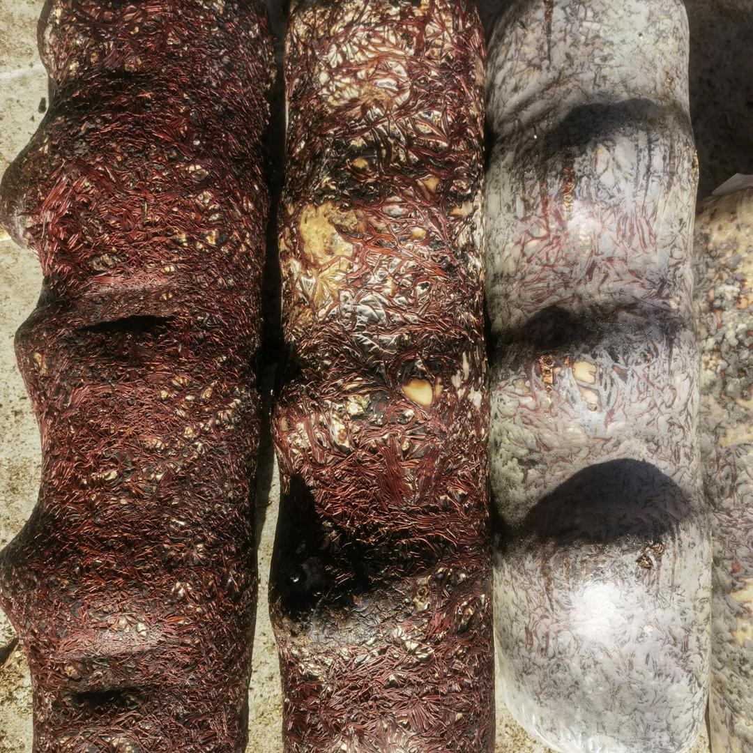 郧阳天麻李老师