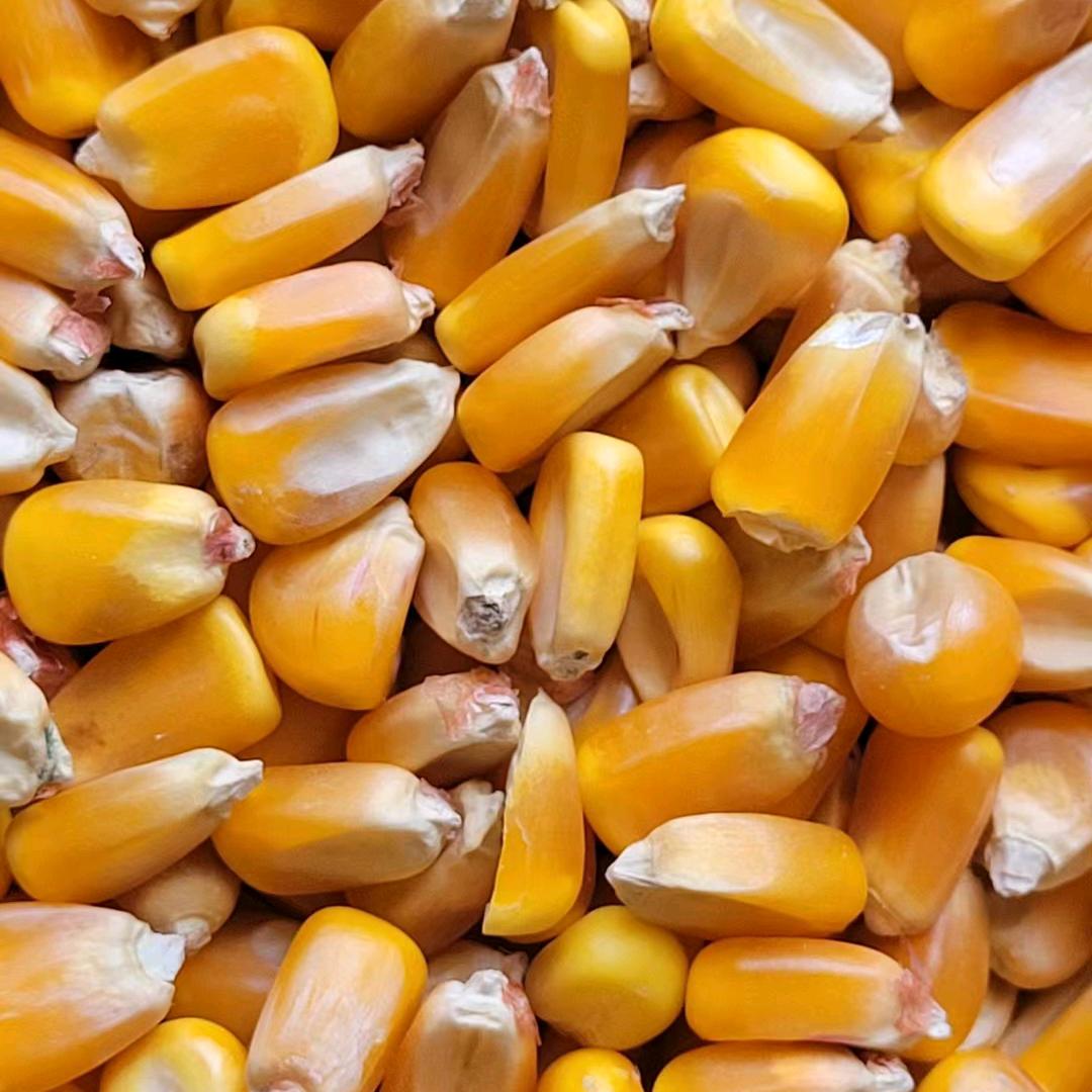 专供猪场玉米夫皮阳城县