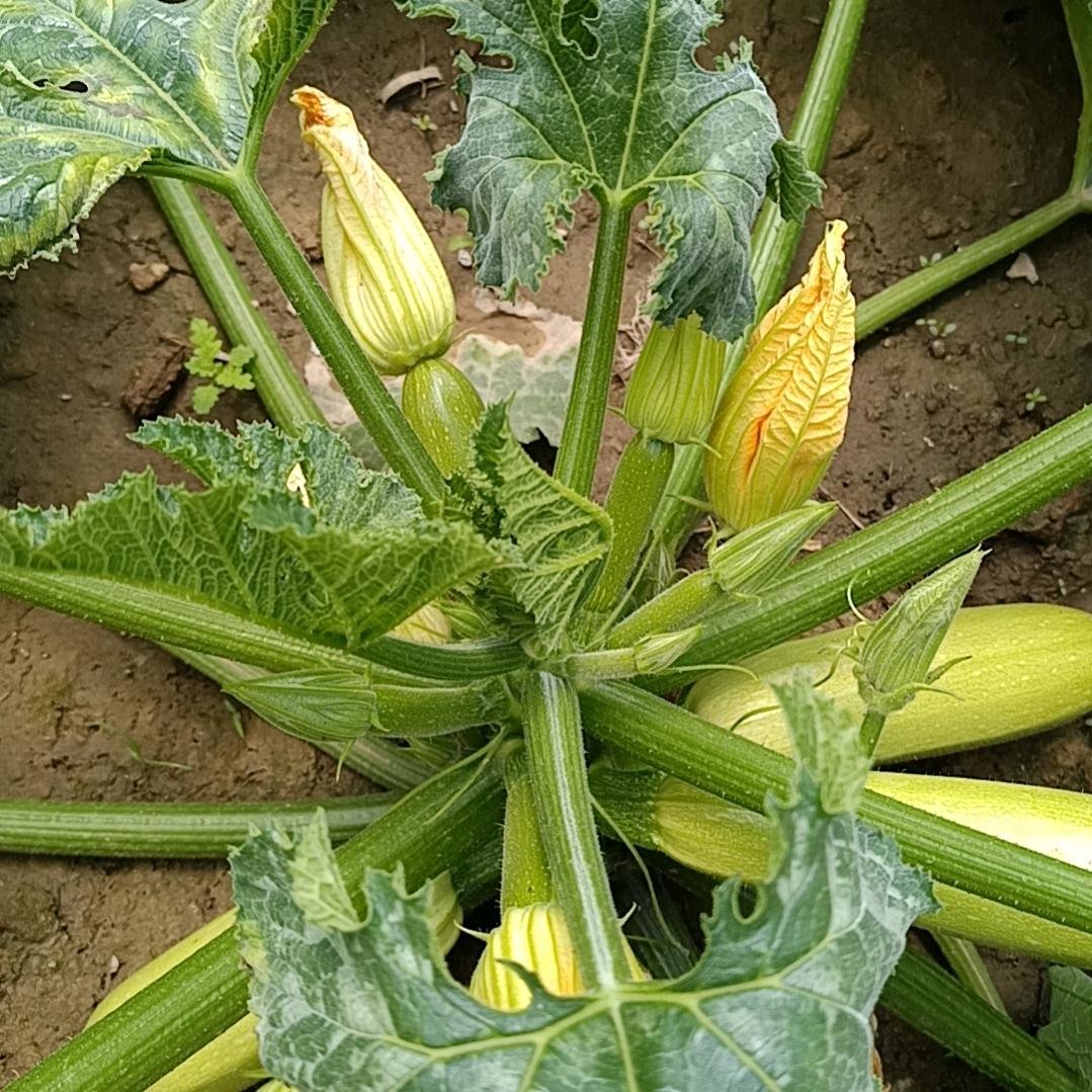 桂芳