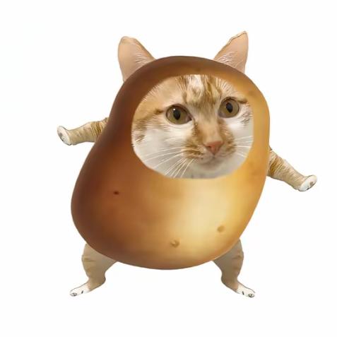 小猫土豆🥔