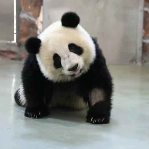 鱼头像