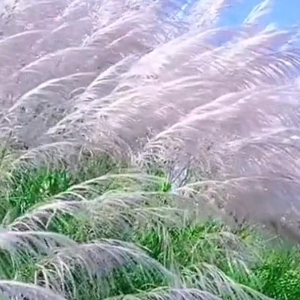 🕊꧔ꦿ᭄龙 龙꧔ꦿ᭄🕊