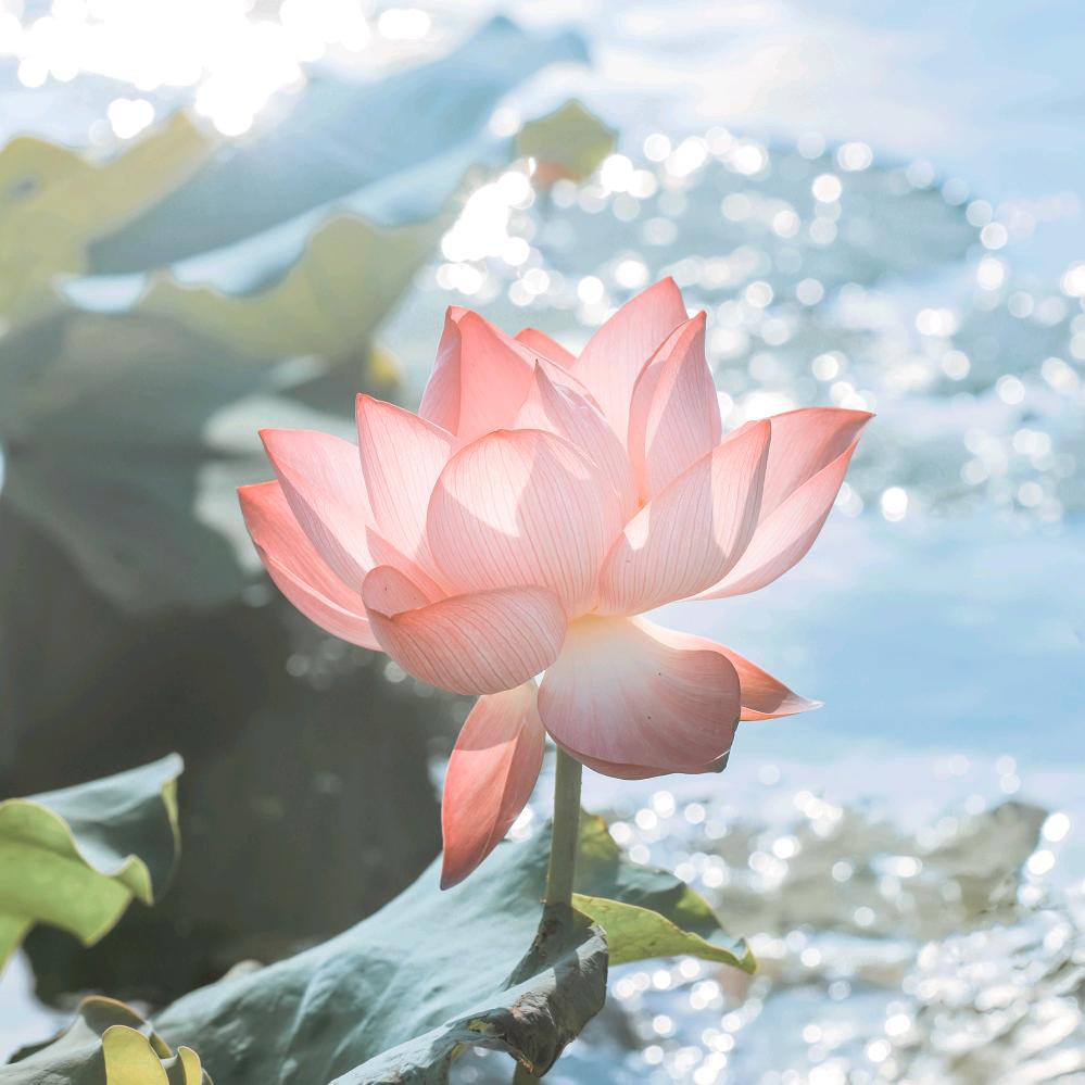 草莓