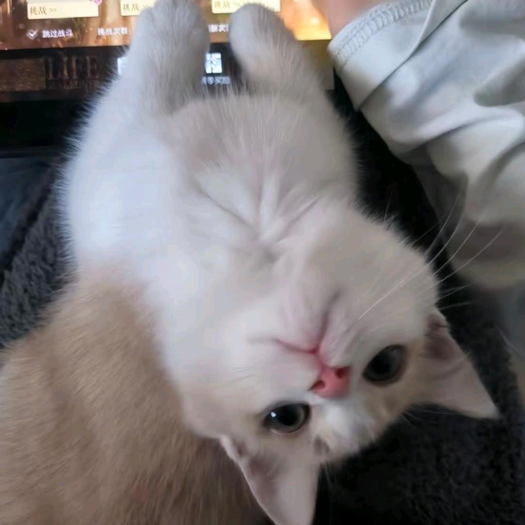 落叶何翩翩
