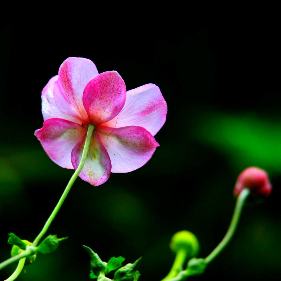 📷千年老妖📷