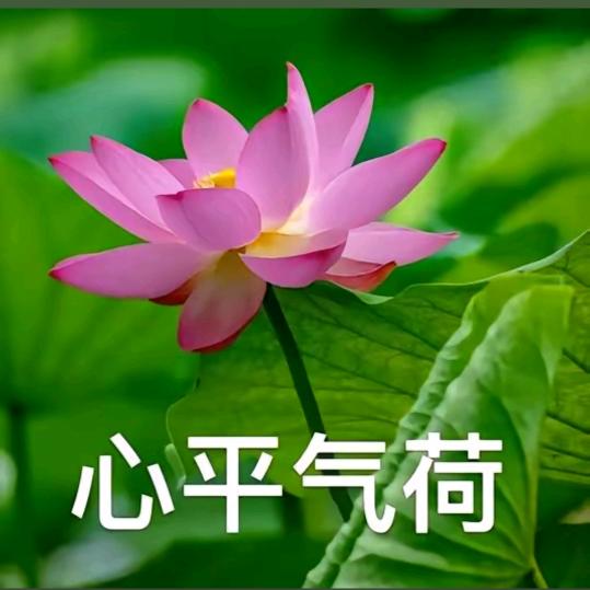 二十卿莫