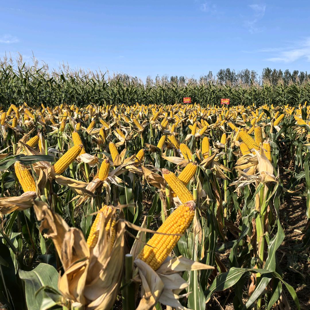 乐陵金丰农业服务