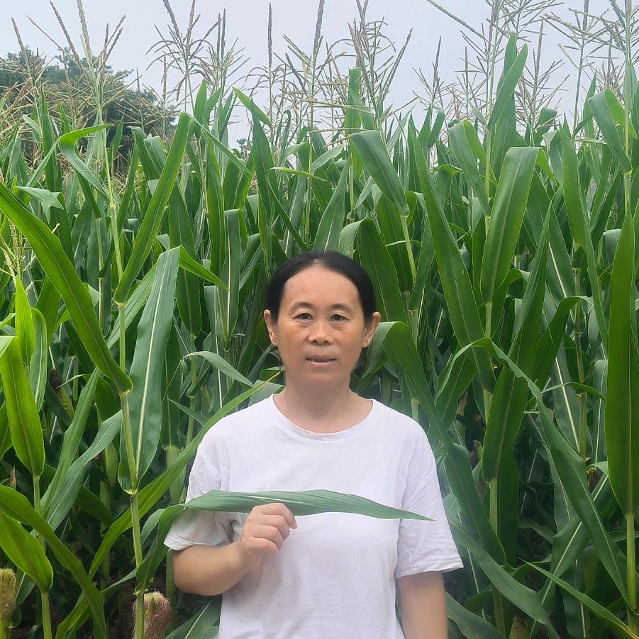 小席在农村