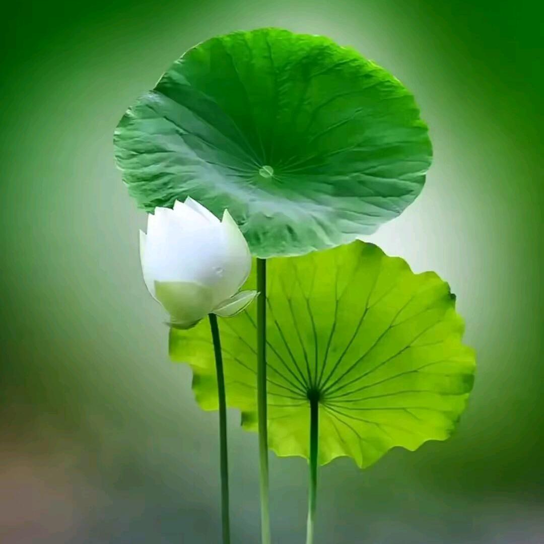 孤帆远影与石有缘