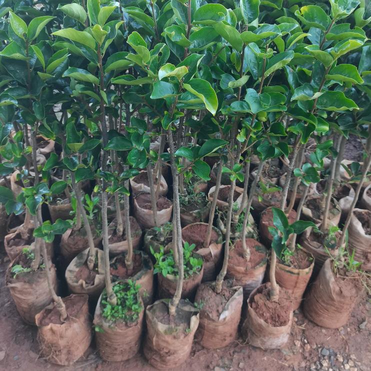 微微果树苗 (更多好物在橱窗)