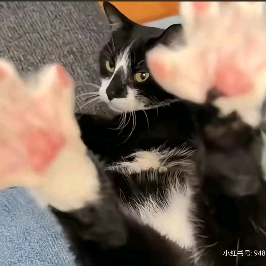 多情狂野蟑螂神