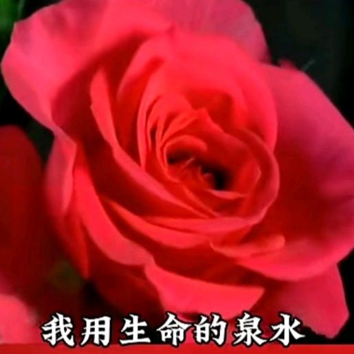 冷艳绝色的苏音头像