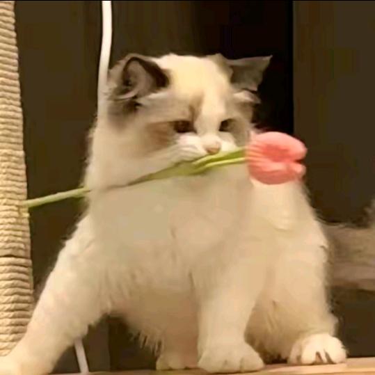 我想要两颗西柚