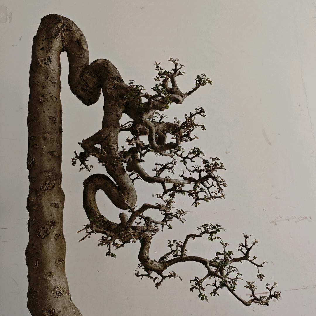 尹师傅