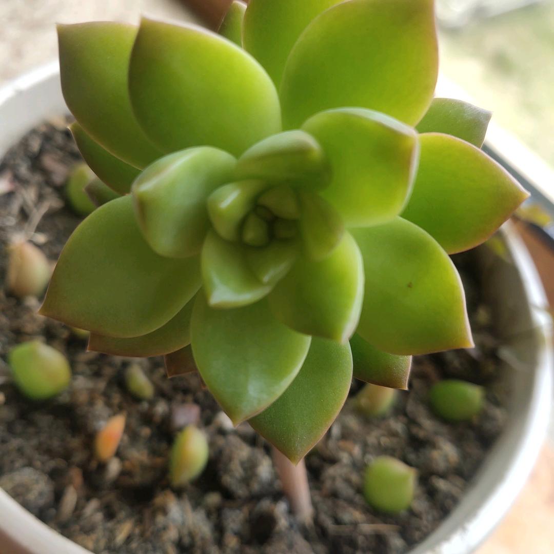 辛福是我