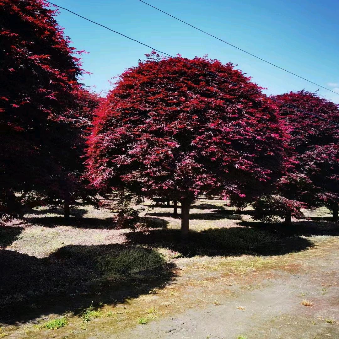 三郎樱花老地方烧烤强哥