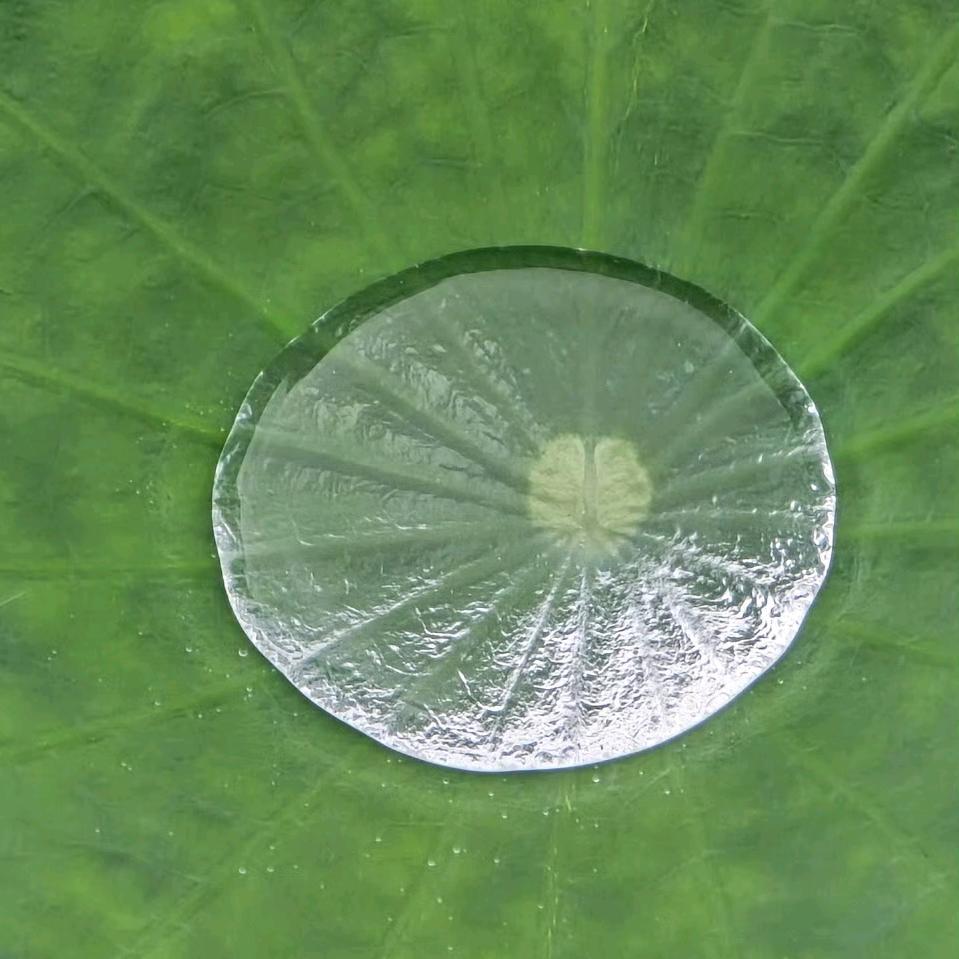 横井咲樱(单打拉稀版)