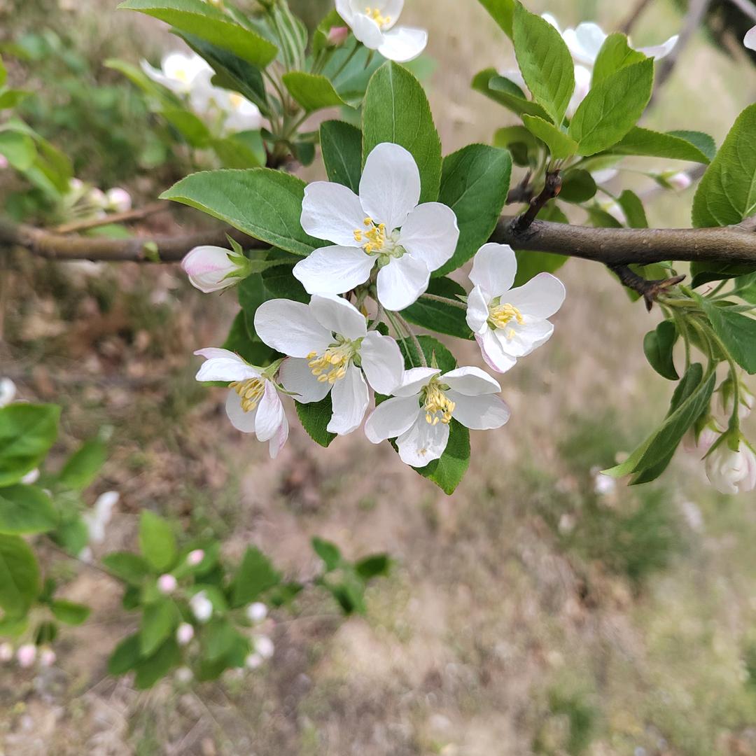 龙口小刘海景房