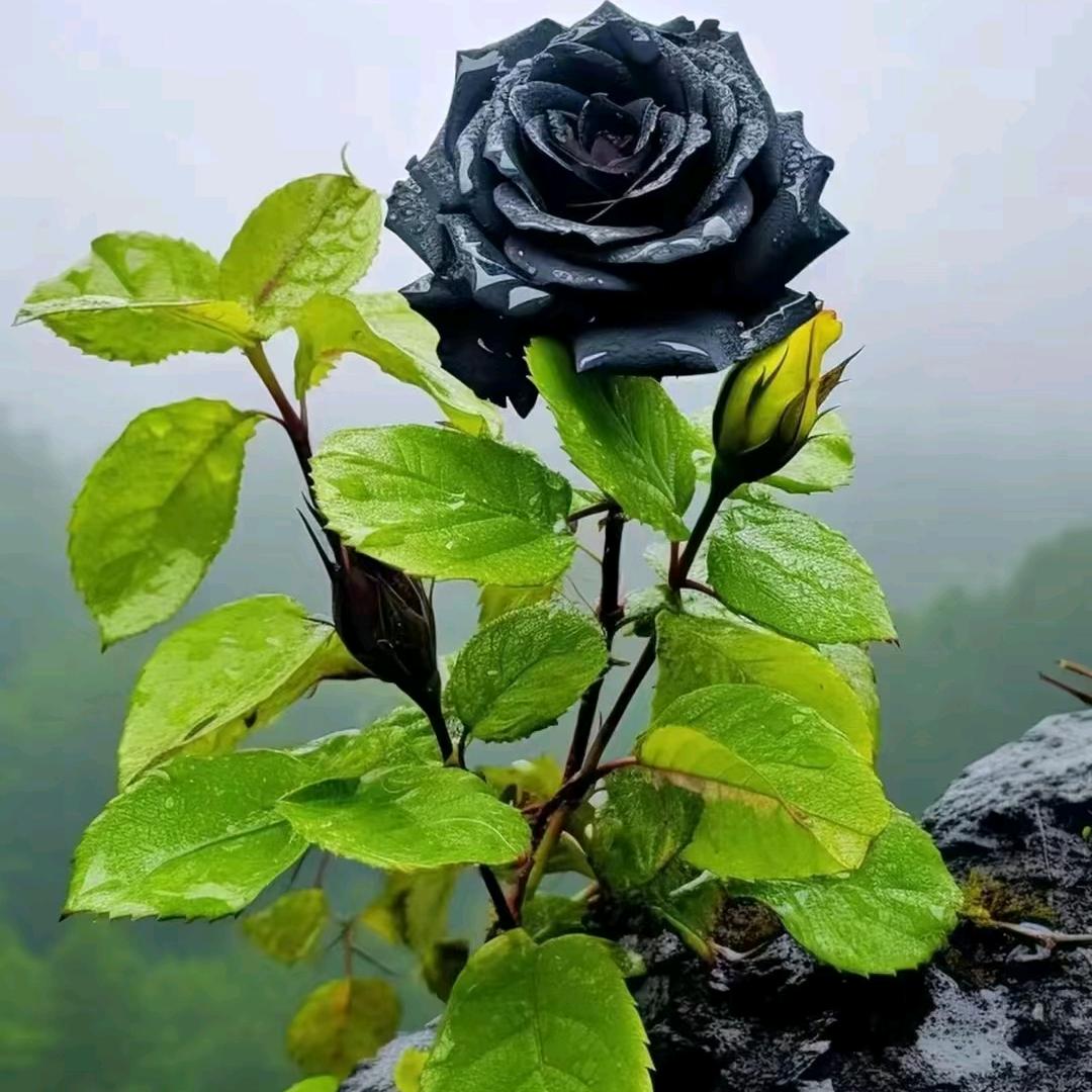 小白_