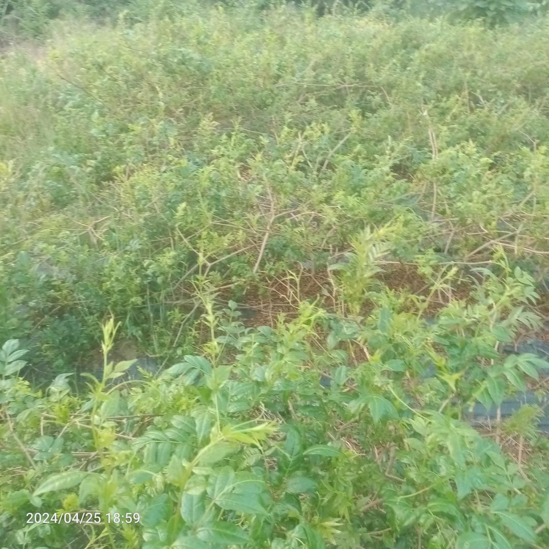 永顺炒锅莓茶