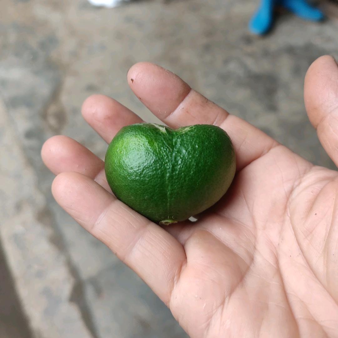 苗苗菜园⁶⁶⁶