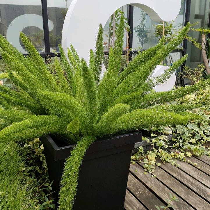 静若繁花@