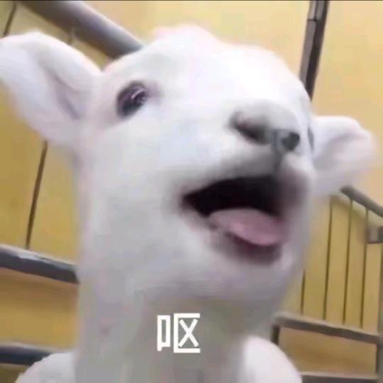 无敌小羊