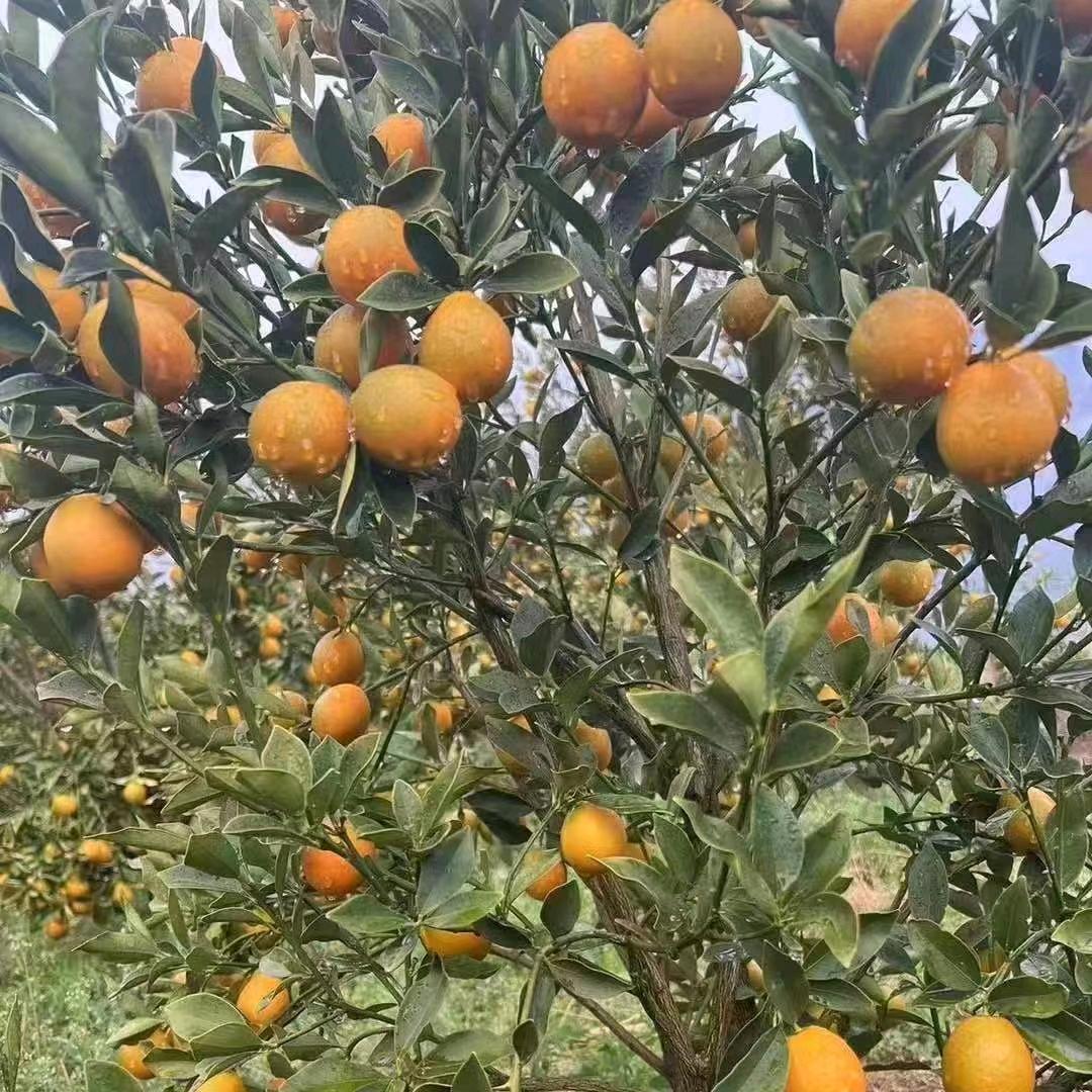 26度果园（鞠）