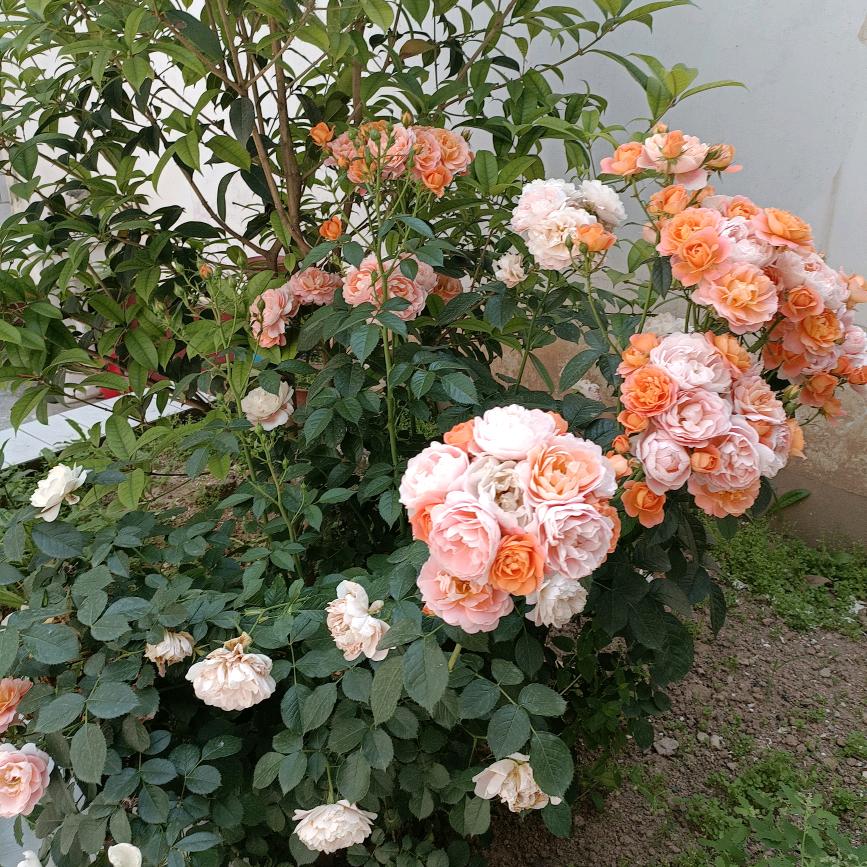 优雅