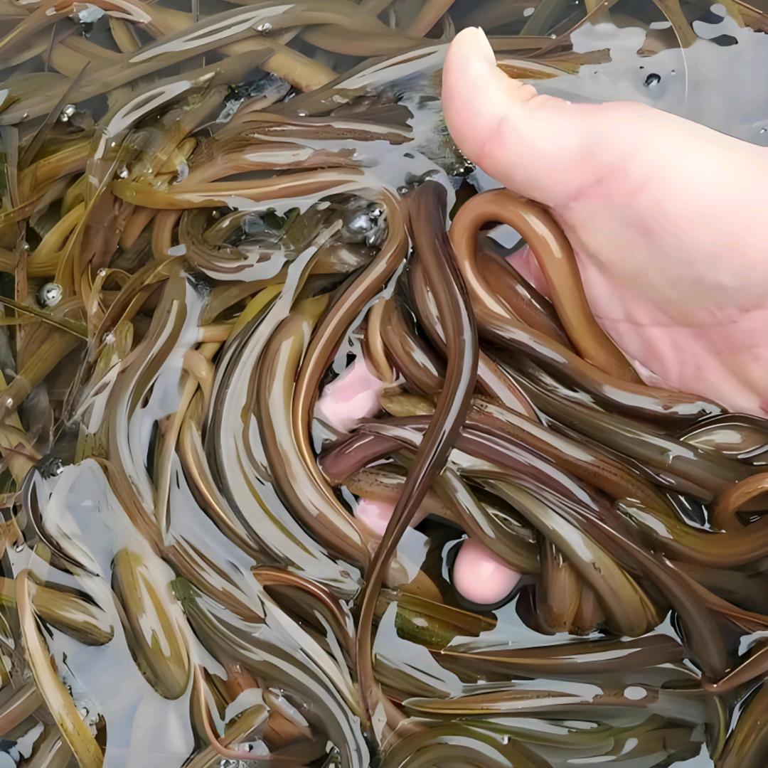 黄鳝养殖基地