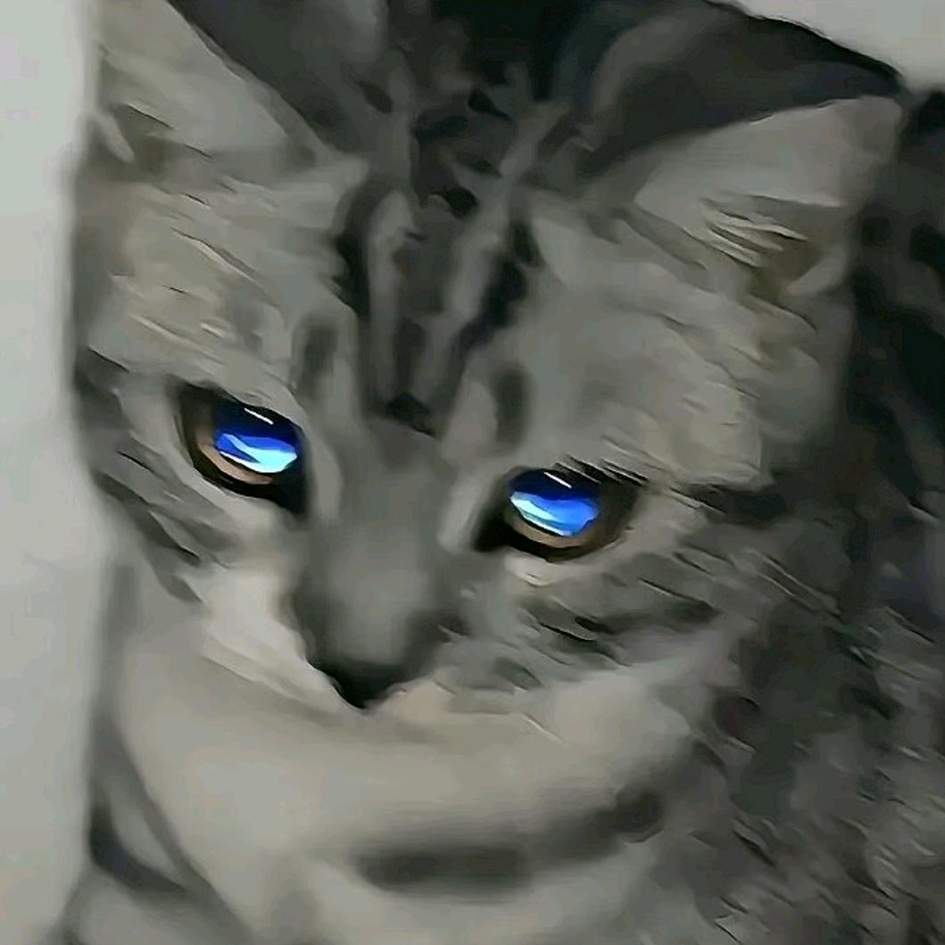 小宇有只三脚猫