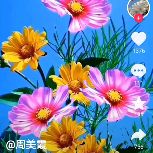小花🌸🌸