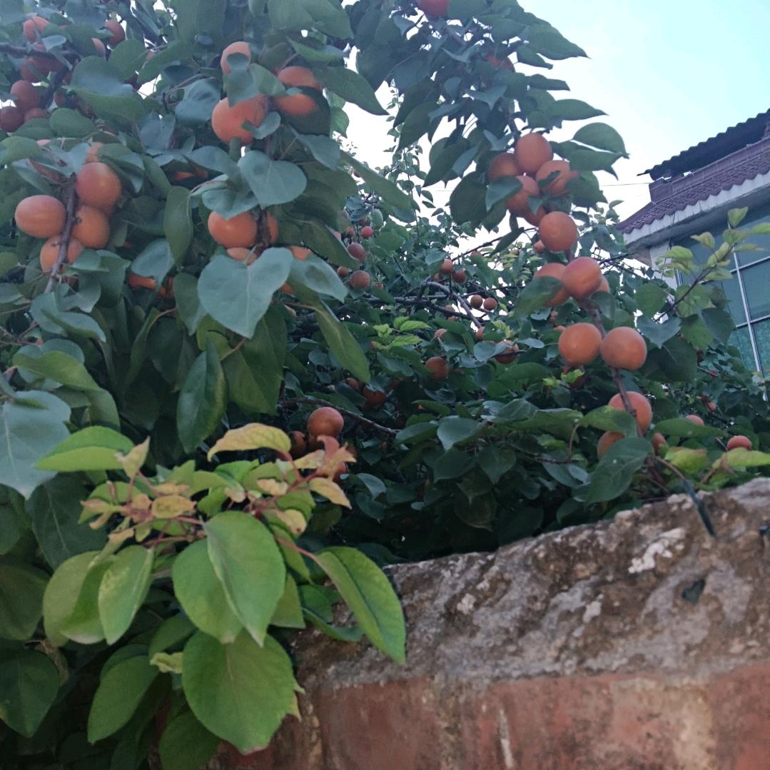 老骥伏枥，志在千里