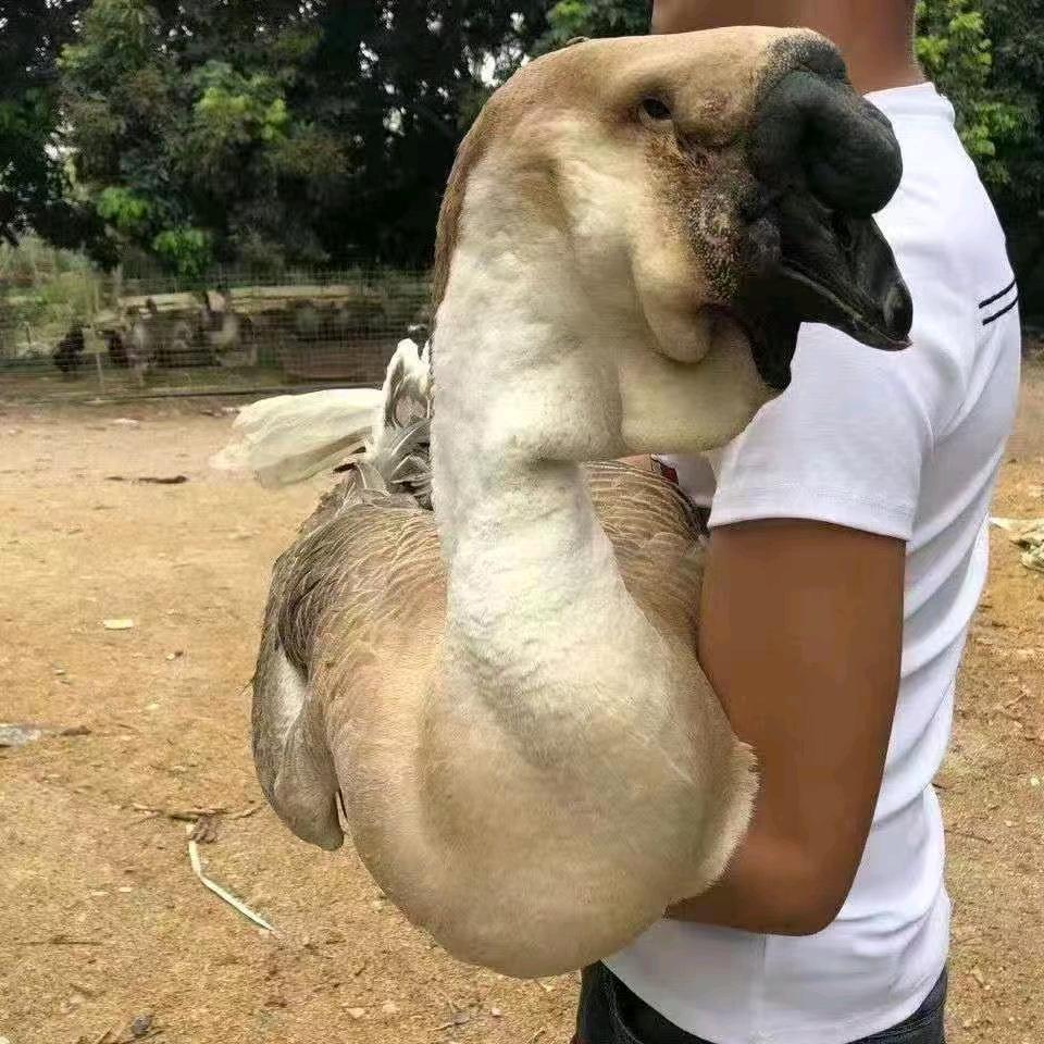 特大种师头鹅。师头鹅苗。受种蛋需要的找我