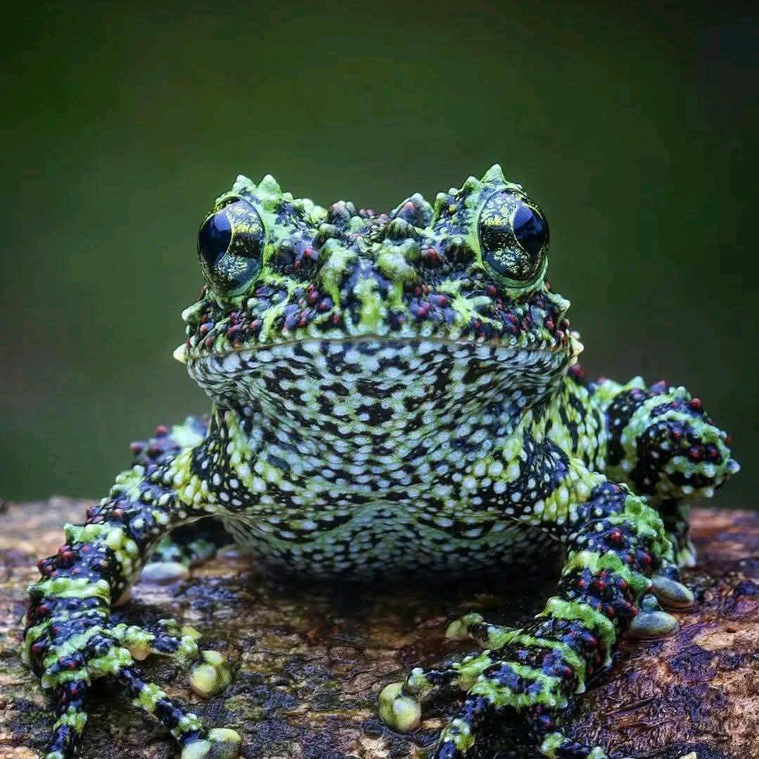 孤獨の落䈎