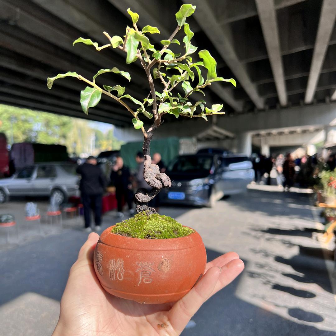 庭院绿植一直通车