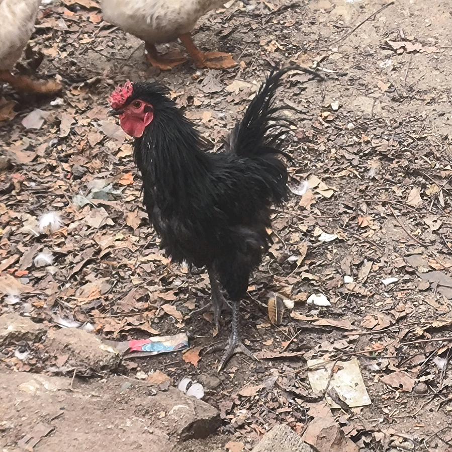 各色翻毛鸡爱好者