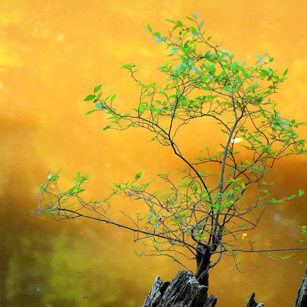 “ঞ꯭ᩚ文文弱弱࿐ᩚᮨ้²⁰²¹”