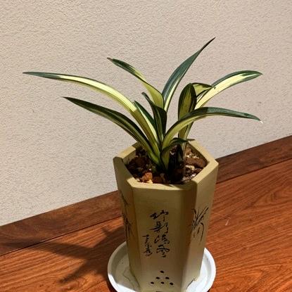 宁酽茶品店