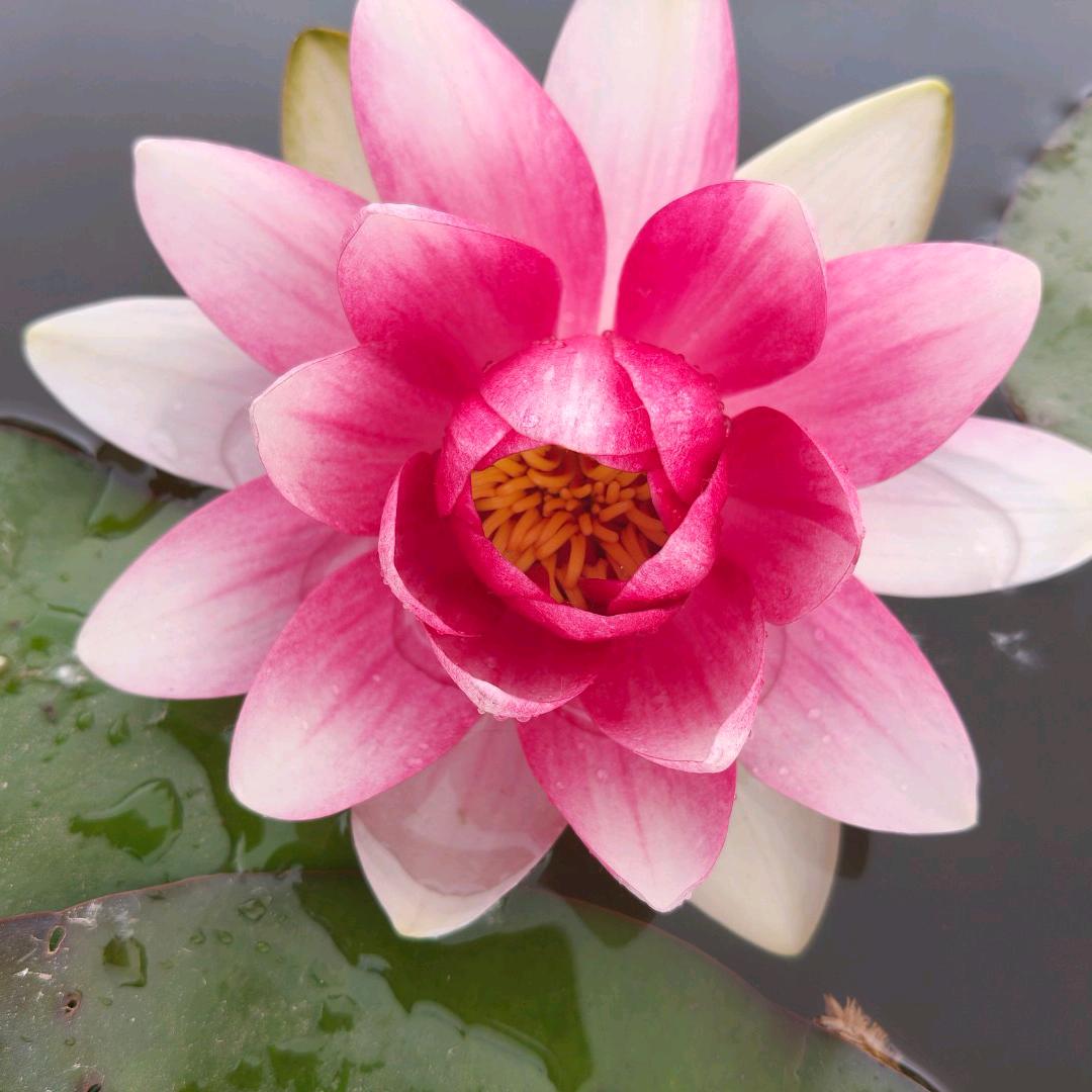 繁花