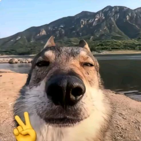 喜之郎🐺