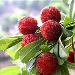 仙居新菊果园（东魁杨梅）