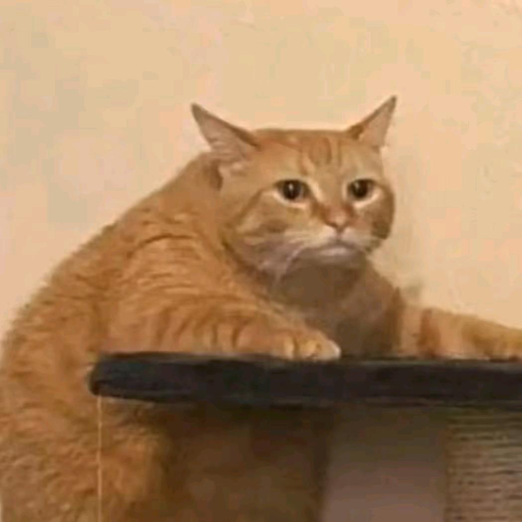 狸追