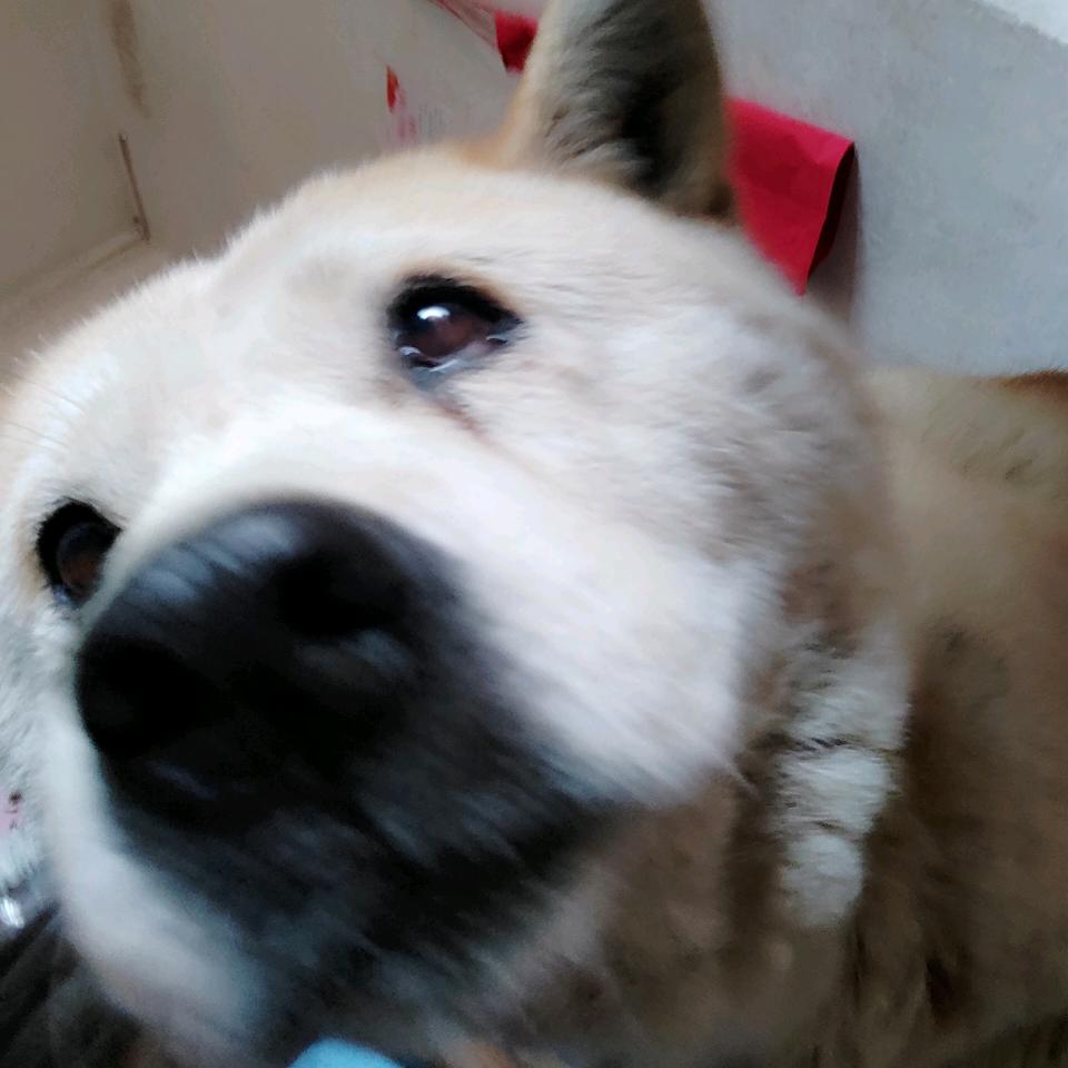 贺呃何