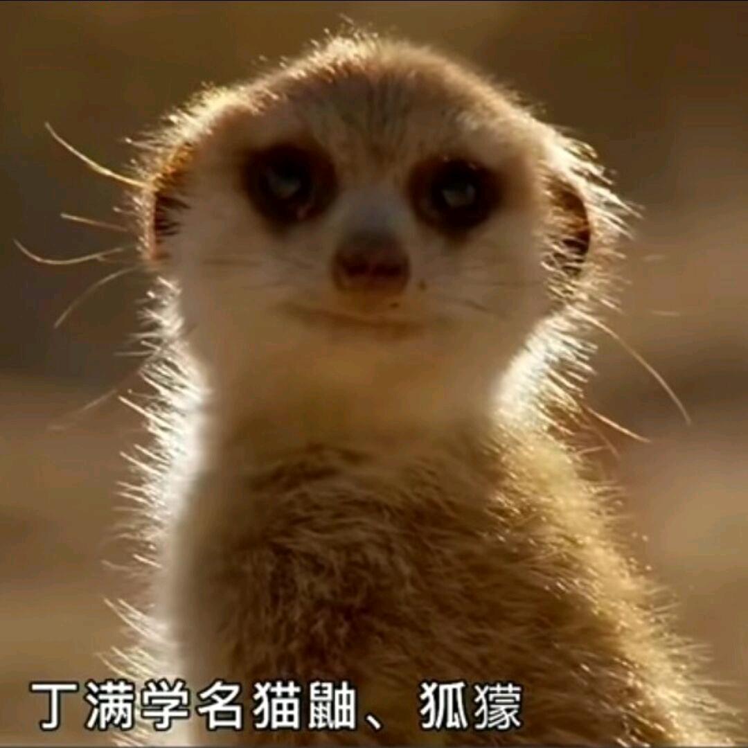 灰尘精灵