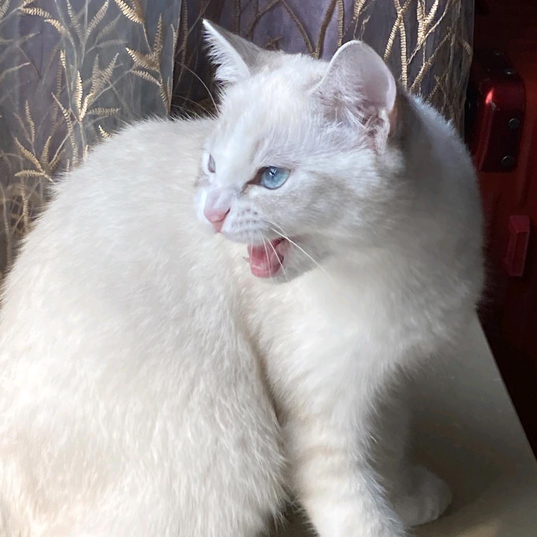 滚吧猫传腹王老师